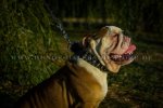 Halsband für Hunde aus Leder mit Spikes und Nieten_4