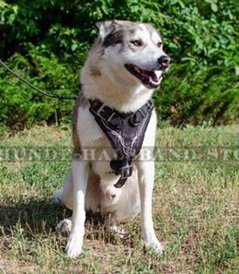 Ledergeschirr mit "Stahldraht-Bemalung" für Husky⑤⑤⑤