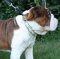 Pinch Collar for English Bulldog, Fordogtrainers
