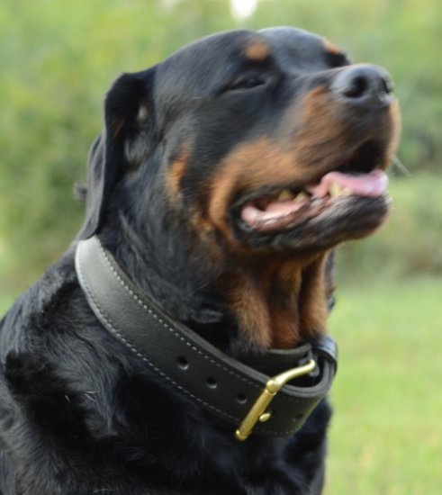 Bestseller Exklusives Hundehalsband für Rottweiler Leder & Rindnappa - zum Schließen ins Bild klicken