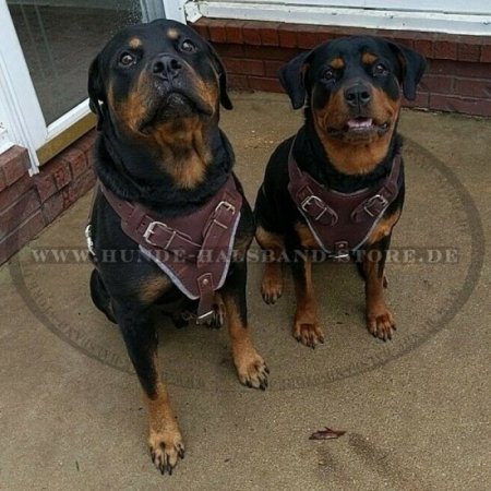 Rottweiler Brustgeschirr aus Leder für K9 und Hundetraining