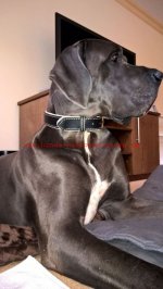 Breites Hundehalsband Leder mit Rindnappa-Leder_7
