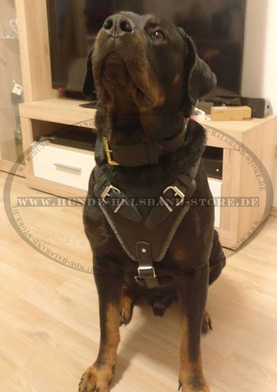 Rottweiler Brustgeschirr aus Leder für K9 und Hundetraining