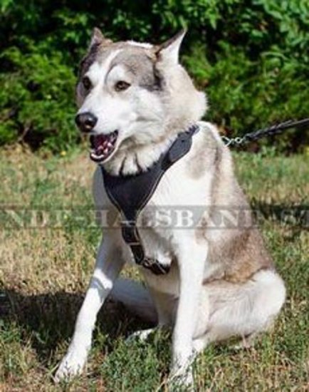 Erstklassiges Hundegeschirr aus Leder für Husky➄➄➄ - zum Schließen ins Bild klicken