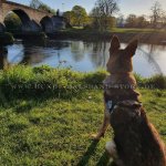 Bequemes ID-Nylongeschirr für Malinois_6