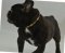 Bestseller Hundehalsband Leder für Französische Bulldogge Exklusiv