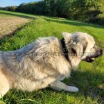 Breites Hundehalsband Leder mit Rindnappa-Leder_9