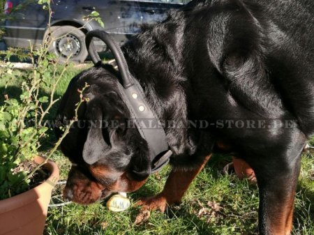 Bestseller Rottweiler Hetz-Hundehalsband aus Leder mit Griff