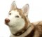 "Retro" Hundehalsband Leder für Akita und Hunde ❺❺❺