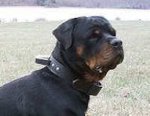Bestseller Rottweiler Hetz-Hundehalsband aus Leder mit Griff