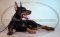 Dobermann Halsband Leder bemalt