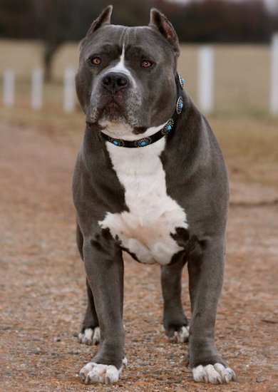 Hundehalsband aus Leder mit blauen Steinen für Pitbull - zum Schließen ins Bild klicken