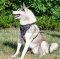 Brustgeschirr aus Leder mit Handschlaufe für Husky➄➄➄