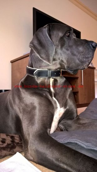 Breites Hundehalsband Leder mit Rindnappa-Leder