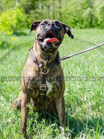 Erstklassiges Ledergeschirr für Deutscher Boxer