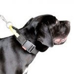 Bestseller Nylon Cane Corso Hundehalsband mit Verschluss und dem Griff