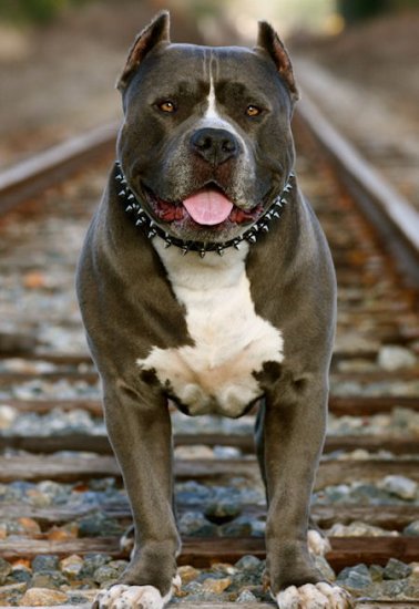 Bestseller Amerikanischer Pitbull Halsband aus Leder mit 2-reihigen Nieten - zum Schließen ins Bild klicken