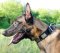 Malinois Hunde Halsband aus Nylon mit Massiven Platten ❺