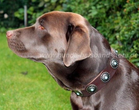 Hundehalsband Leder Breit mit Blauen Steinen