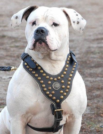 Amerikanische BUlldogge Hundegeschirr aus Leder