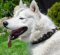 Husky Hunde Halsband Leder mit Messingpyramiden ▲▲▲