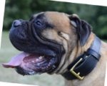 Hetzhalsband mit Griff für Bullmastiff