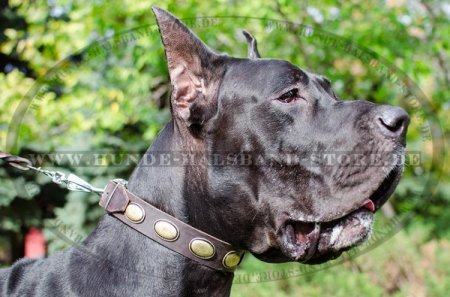 Einzigartiges Hundehalsband aus Leder- Vintage