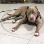Such- und Lauf-Hundegeschirr aus Leder für Pitbull