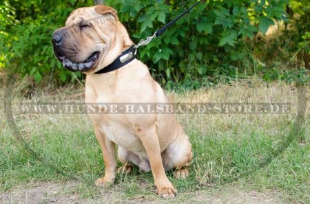 Hunde Halsband Nylon für Identifikation