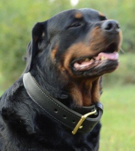 Bestseller Exklusives Hundehalsband für Rottweiler Leder & Rindnappa