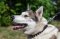 Bestseller Hundehalsband aus Leder mit Spikes exklusiv für Husky
