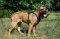 K9 Geschirr Leder gepolstert fuer Cane Corso