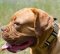 Leder Hundehalsband für Bordeauxdogge mit Metallverzierungen
