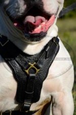 Amerikanische Bulldogge festes Brustgeschirr aus Leder