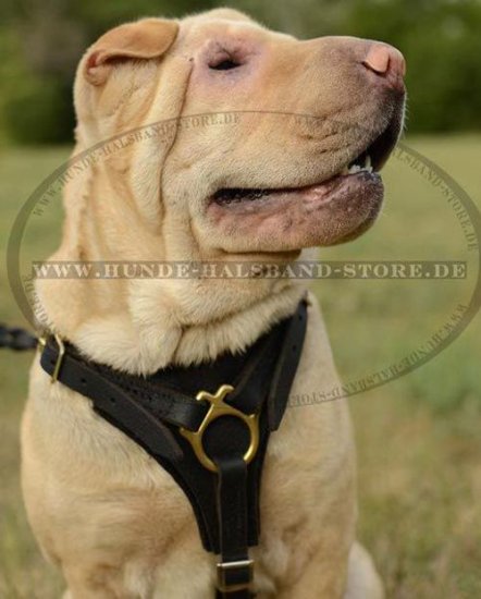 Suchgeschirr aus Leder für Shar-Pei - zum Schließen ins Bild klicken