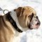 Bestseller-Geflochtenes Hundehalsband Leder für Englische Bulldogge