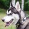 Hundehalsband Leder mit Metallplatten Malamute ⚜