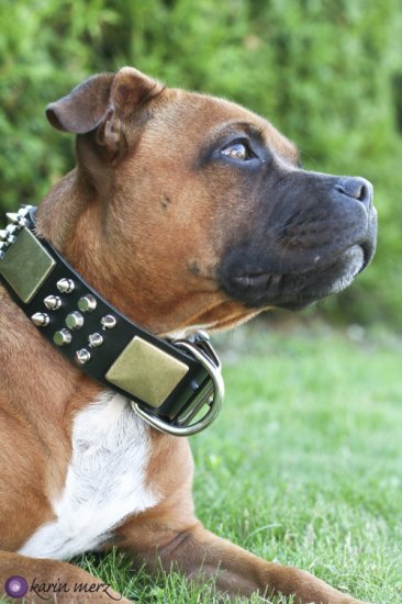 Staffordshire Bullterrier Bestseller Halsband mit Spikes Pyramiden - zum Schließen ins Bild klicken