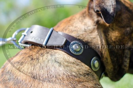 Breites Hundehalsband Leder mit Silber-Concho