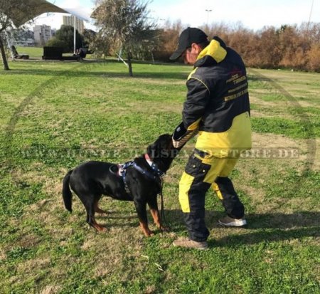 Hunde Halsband Leder mit Bemalung