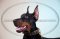 Hunde Halsband für Dobermann mit Spikes exklusiv
