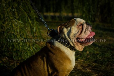 Halsband für Hunde aus Leder mit Spikes und Nieten