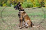 Hundehalsband mit patentiertem Schnellverschluss_4