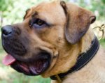 Hundehalsband Leder Gepolstert mit Nappa für Cane Corso -Bestseller