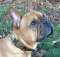 Lederhalsband exklusiv für Französische Bulldogge