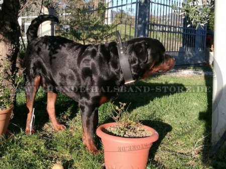 Bestseller Rottweiler Hetz-Hundehalsband aus Leder mit Griff