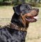 Rottweiler Designer Halsband aus Leder