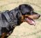 Rottweiler Hundehalsband mit Spikes