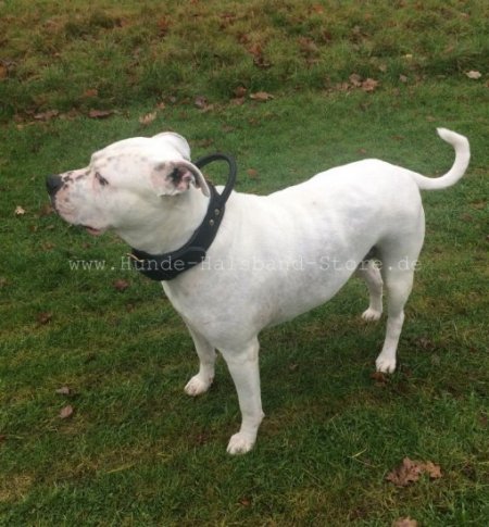 Bestseller Amstaff Hetz-Hundehalsband aus Leder mit Griff