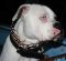 Bestseller Bulldogge Curogan - Dressurhalskette, 65 cm